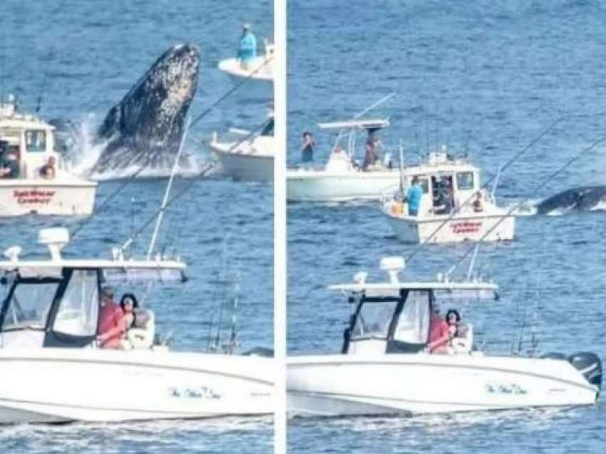 Video që po ‘thyen’ rrjetin/ Momenti i frikshëm në det, balena del nga uji dhe godet varkën