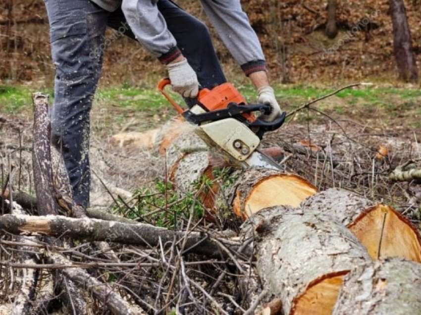 ​Vdes deçanasi si pasojë e plagëve gjatë prerjes së druve në pyll