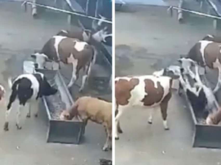 Pamjet/ Çfarë ndodh kur lopët zemërohen me njëra-tjetrën?