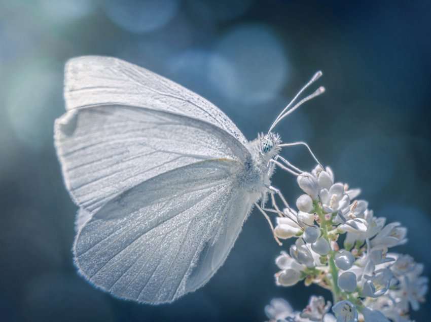 Të shohësh një flutur të bardhë: kuptimet, simbolika dhe rëndësia shpirtërore
