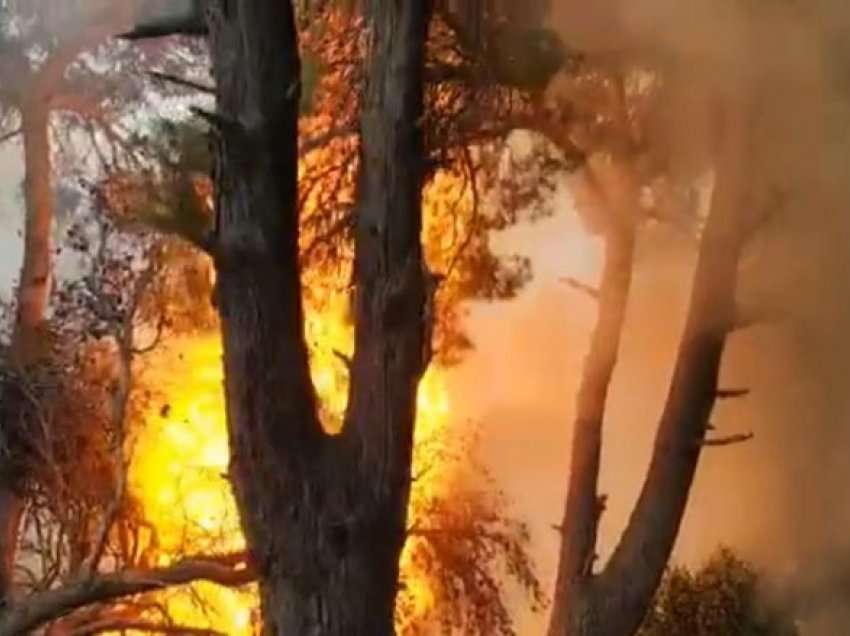 Shuhet në orët e mesnatës zjarri masiv në Tale të Lezhës, digjet një sipërfaqe e madhe me shkurre dhe bimësi në zonë