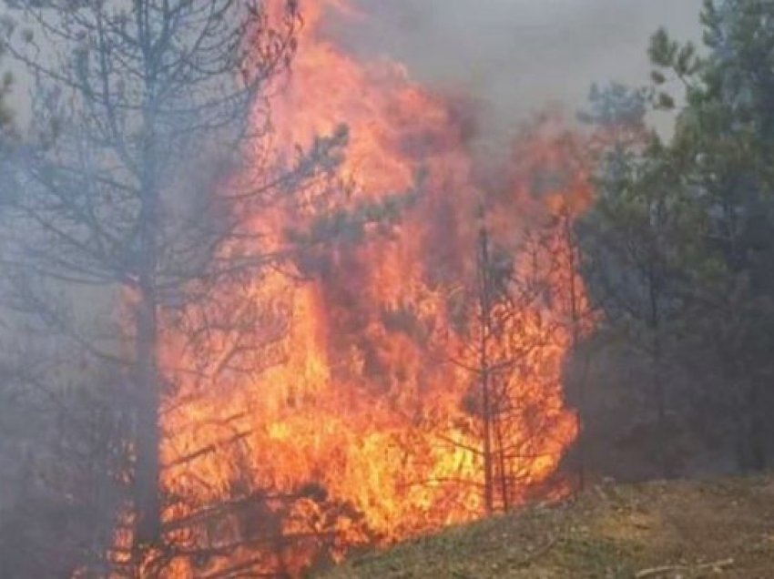 U dogjën 10 hektarë me pishë; fiket zjarri në Mirditë