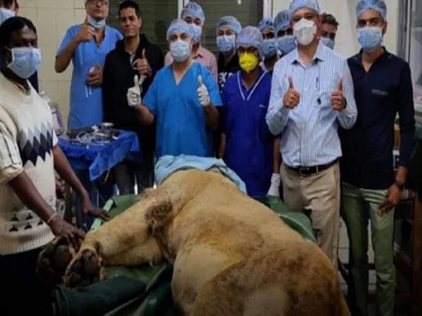 ​Indi: Mjekët shpëtuan një luan nga verbimi