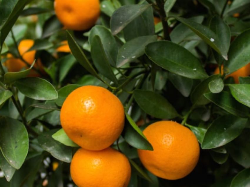 Lëkura e mandarinës bën mrekulli në organizëm