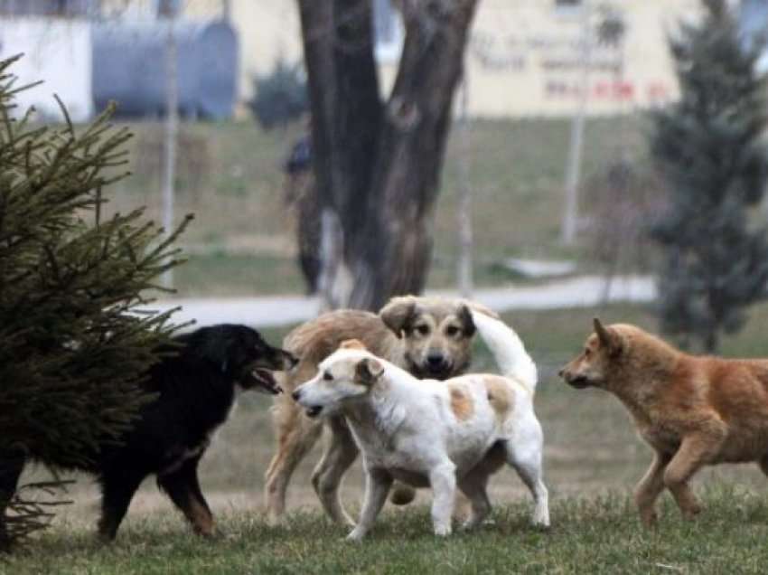 Tetovë, 11 muaj pa trajtim për qentë endacakë