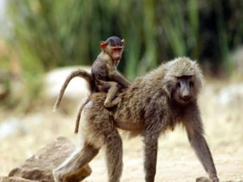 Një bandë majmunësh në Tanzani rrëmbyen një foshnje nga duart e nënës – njëmuajshi vdes në spital pas lëndimeve
