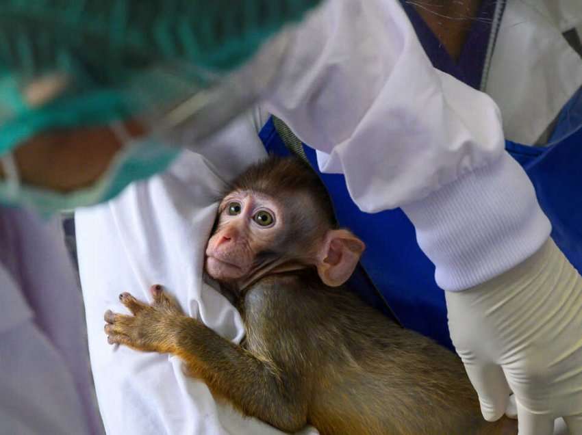 Lija e majmunit po evulon me shpejtësi të paparë, thonë shkencëtarët