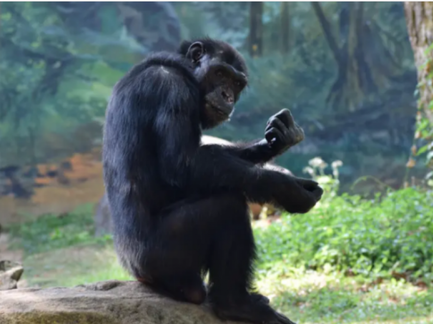 Shimpanzeja u vra nga punonjësit e parkut zoologjik në Greqi, qytetarët paralajmërojnë protesta