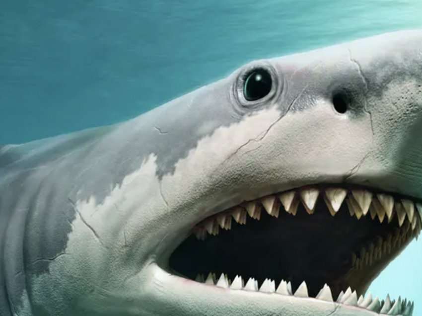 Sundoi oqeanet për miliona vite, pse u zhduk super-peshkaqeni Megalodon?
