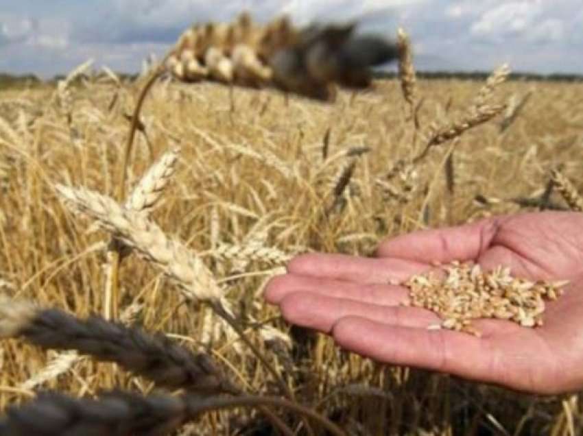 ​Çfarë po bëjnë rusët me grurin e vjedhur ukrainas?