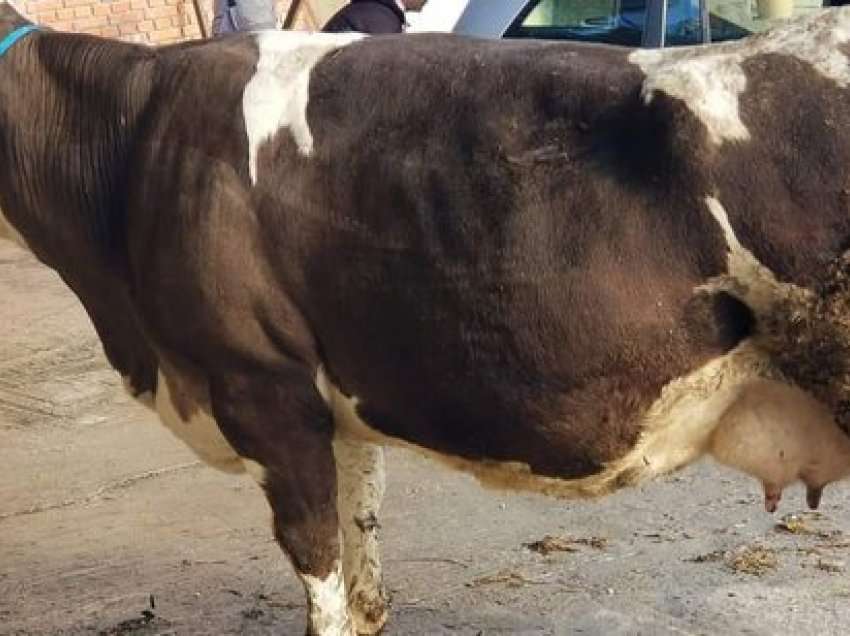 Blegtorët shpallin falimentin, po detyrohen të therin lopët e qumështit. Të mërkurën protestë te Kryeministria