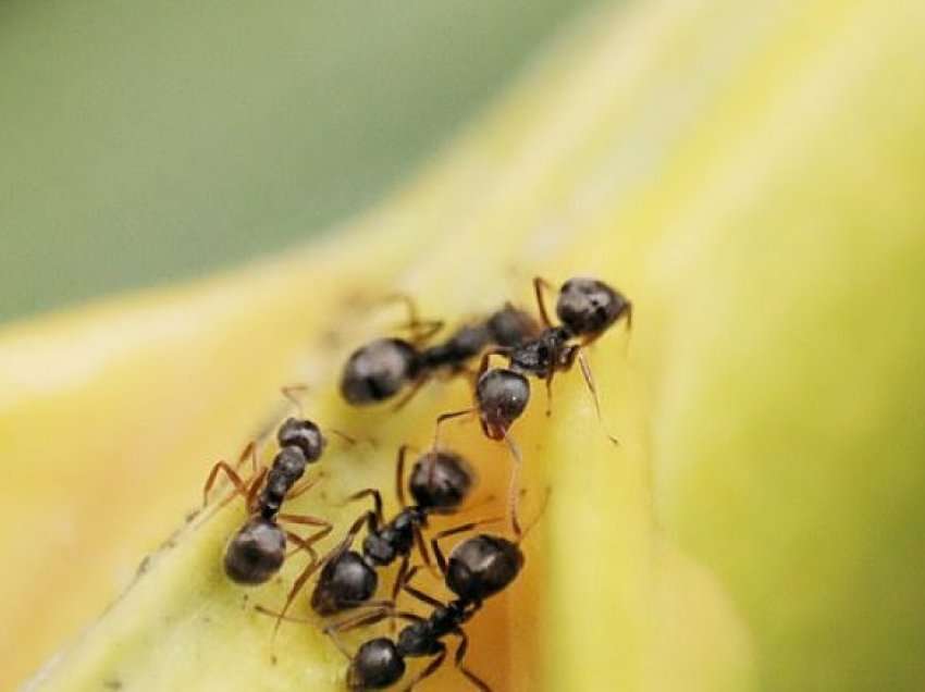 Milingonat mund të përdoren për të zbuluar kancerin sepse mund të nuhasin sëmundjen si qentë, sugjeron studimi