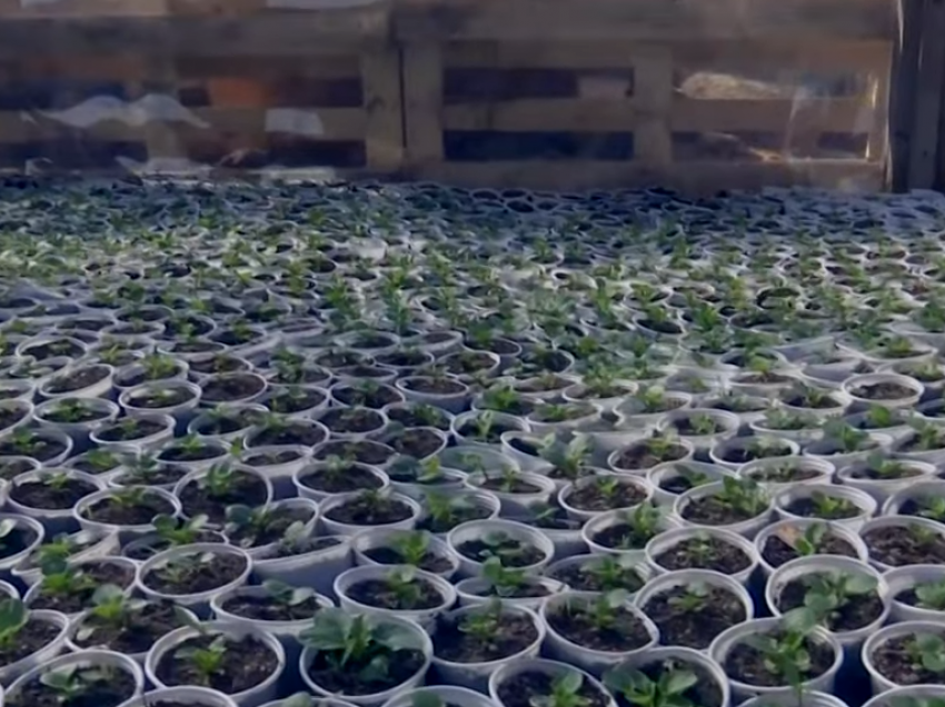 1 milion e 200 mijë lule do të mbillen nga “Hortikultura”