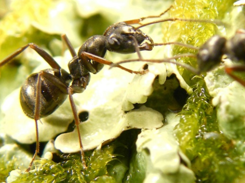 Si detektojnë milingonat kancerin?