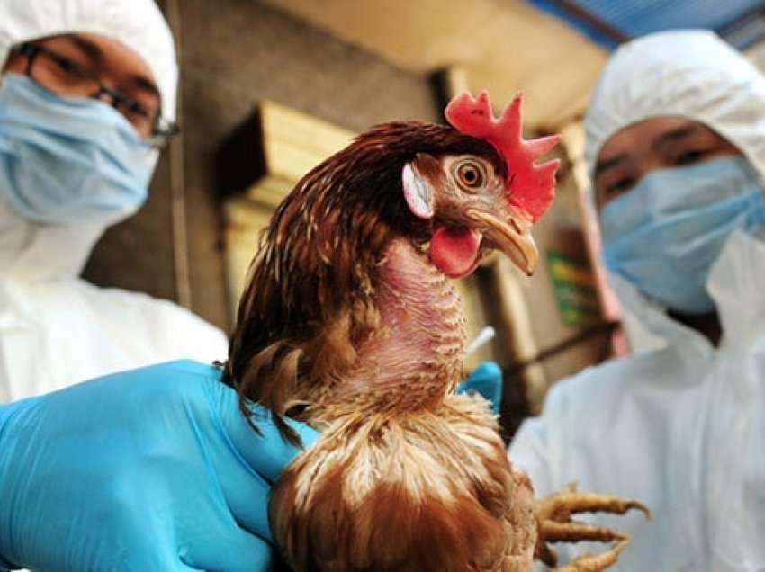 Rreth 200 mijë shpendë të ngordhur, Ministria e Bujqësisë: Kjo është sëmundja që ka prekur pularitë! 