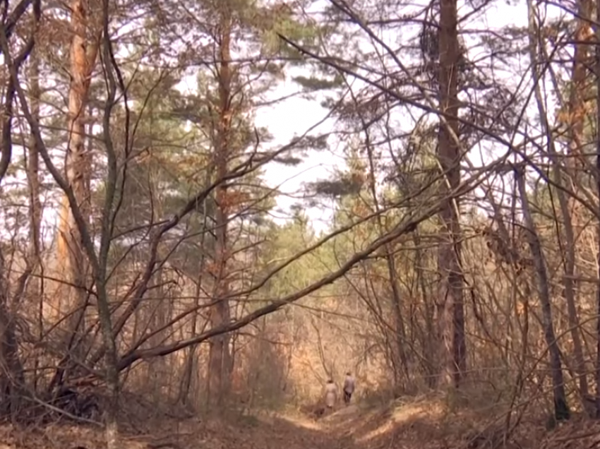 Mbi 1 mijë hektarë pyje priten në katër fshatra të Prishtinës