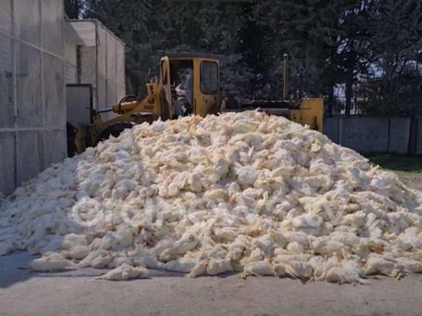 AIBA merr vendim të eleminojë edhe 200 mijë pula të gjalla