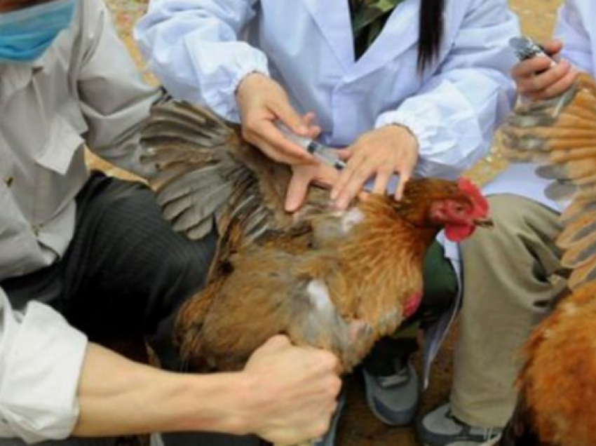 Ngordhja e pulave/ Asnjë alarm për gripin e shpendëve në Fier