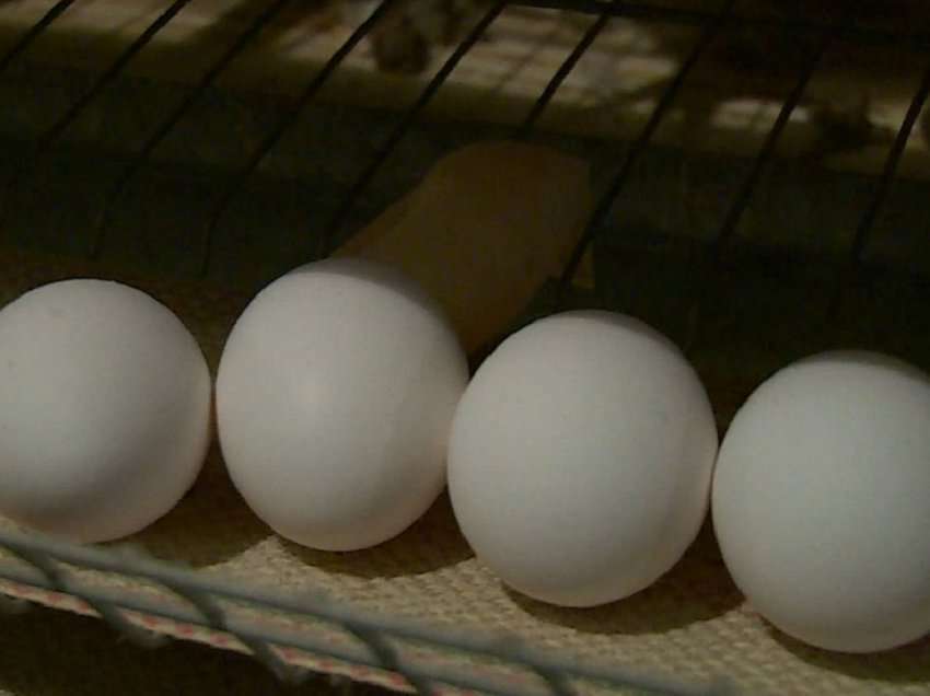 Do të groposen 100 mijë vezë të prodhuara nga pularitë e infektuara