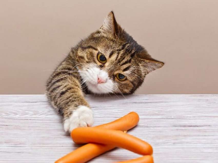 Hajdutët më të ëmbël: Pse macet vjedhin dhe fshehin ushqimin dhe gjërat nëpër shtëpi?