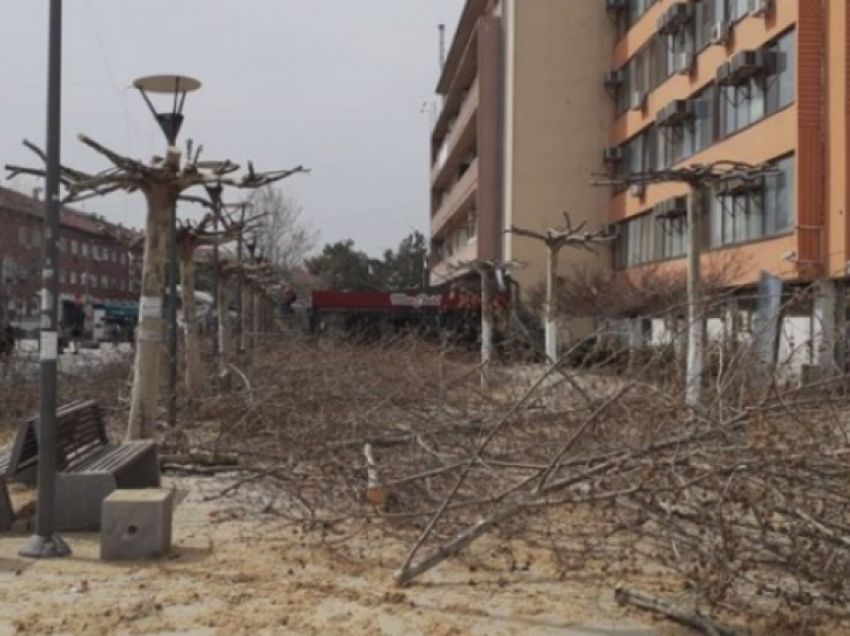 Krastija e drunjve në kryeqytet: Qytetarët e vlerësojnë të mirë, por pak të vonuar