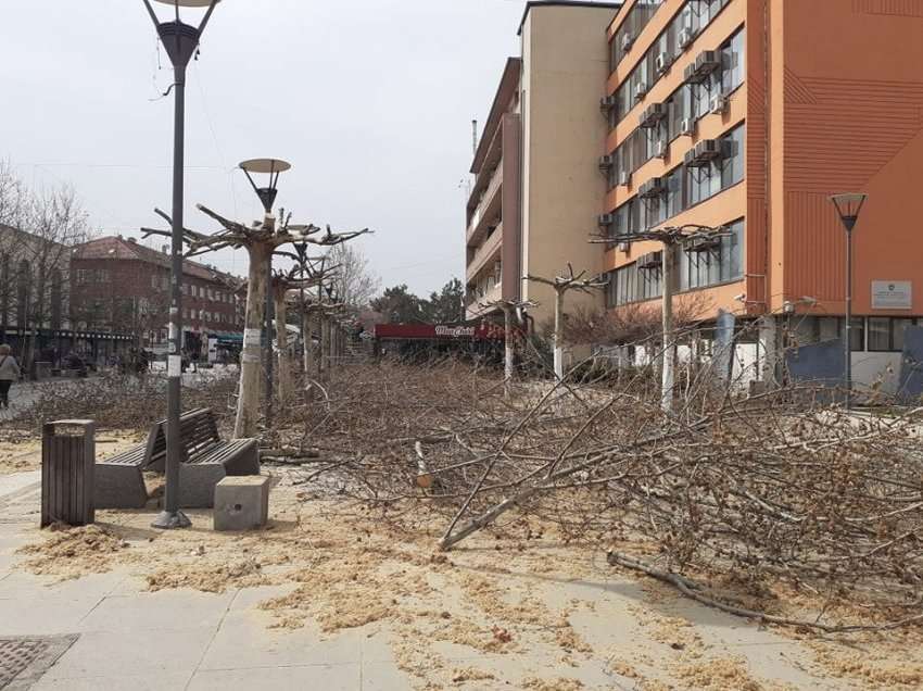 Pasi qytetarët u ankuan për krasitjen e drunjve, Komuna e Prishtinës del me sqarim