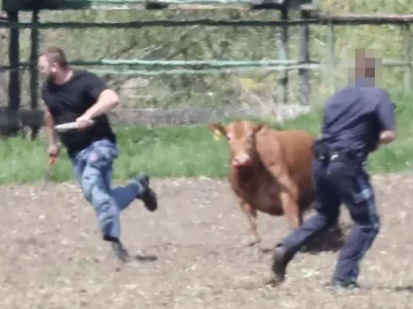 Lopët e tërbuara sulmojnë njerëzit, policia vret dy prej tyre
