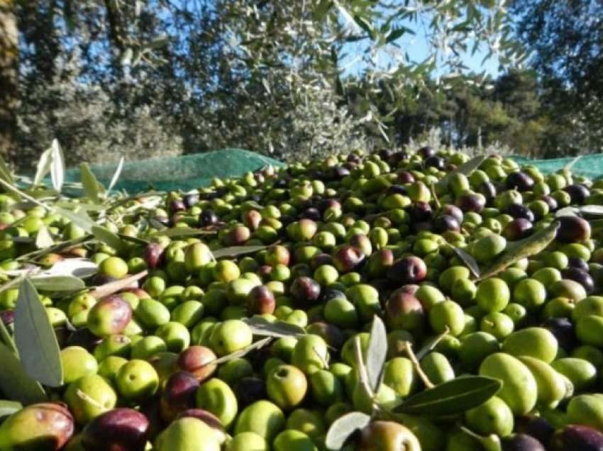 Prodhimi vjetor i vajit të ullirit në Shqipëri, 20 mijë tonë