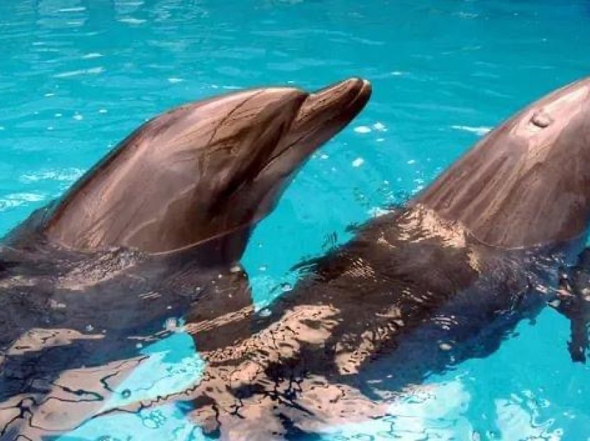 Delfinët mund ta njohin njëri-tjetrin përmes shijes së urinës, tregon studimi