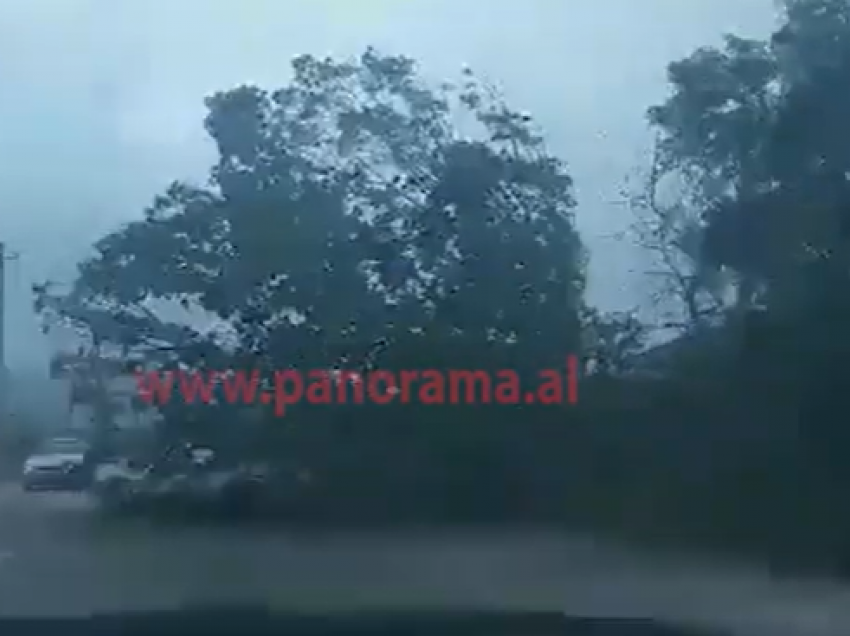 Era e fortë rrëzon pemën në Korçë, bllokohet qarkullimi i automjeteve në njërin sens kalimi