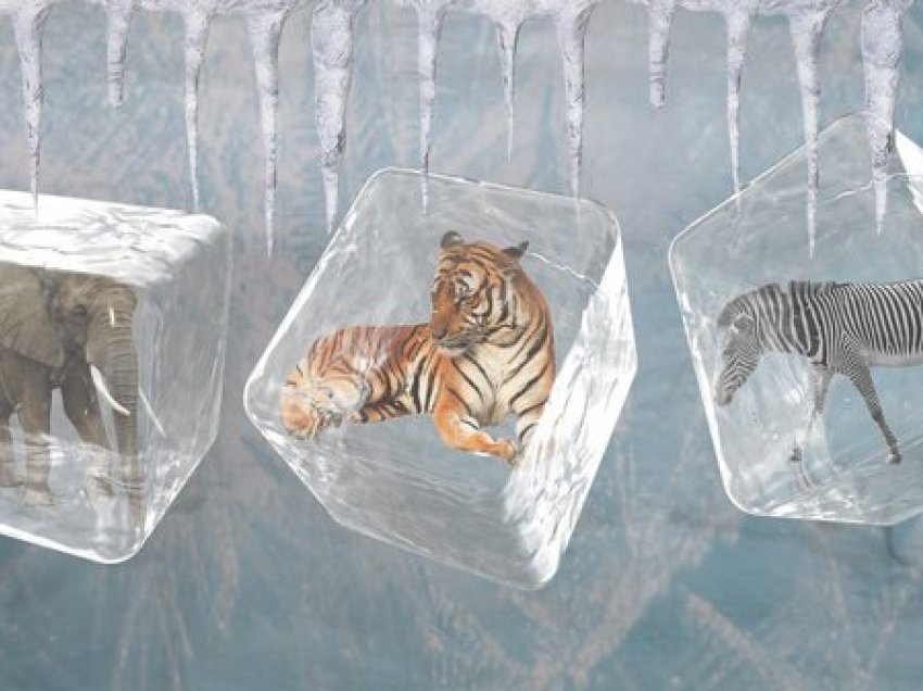 Kopshte zoologjike prej akulli/ Si mund t’i shpëtojmë speciet e rralla!
