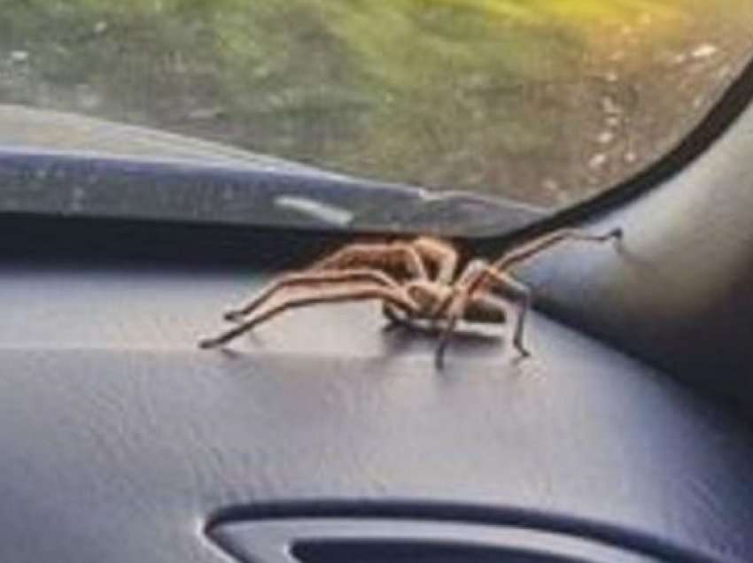 Gruaja njofton policinë se kishte një merimangë në makinë