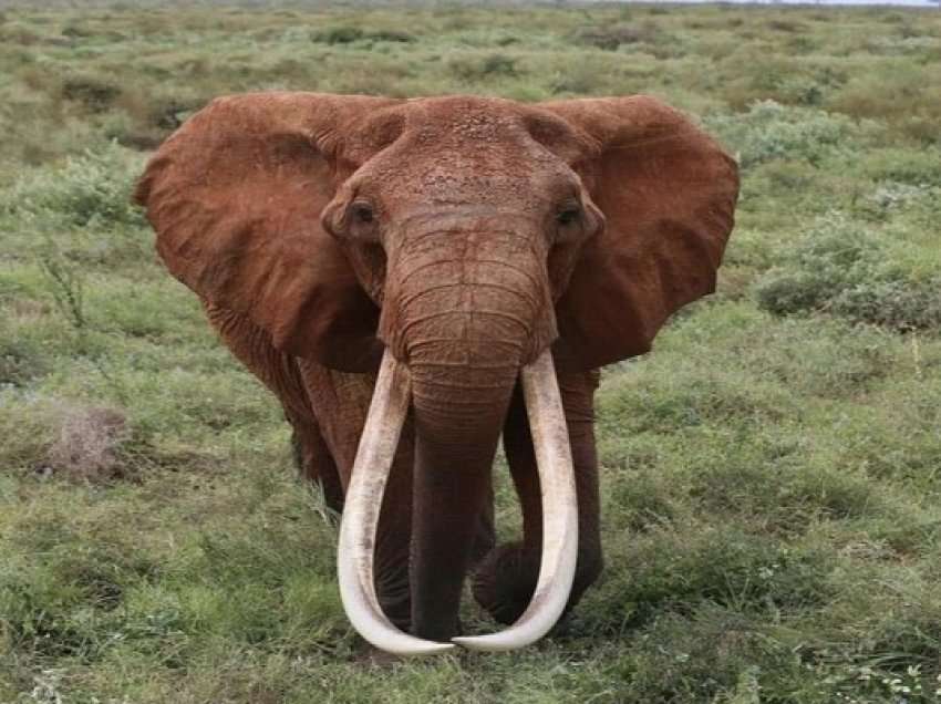 ​Elefanti ikonë kenian ngordh pasi ka jetuar për më shumë se 60 vjet