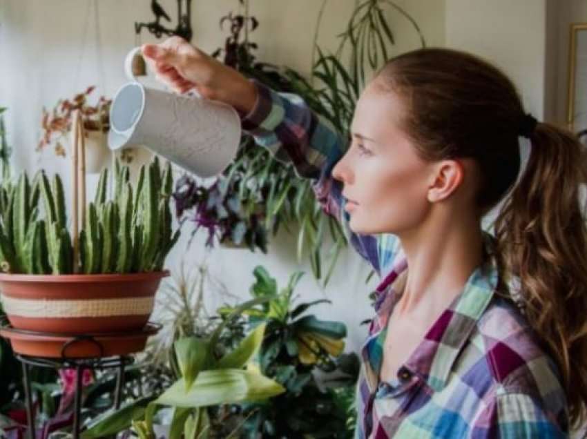 Duhet t’i keni në shtëpinë tuaj: Tre bimë që largojnë energjinë negative
