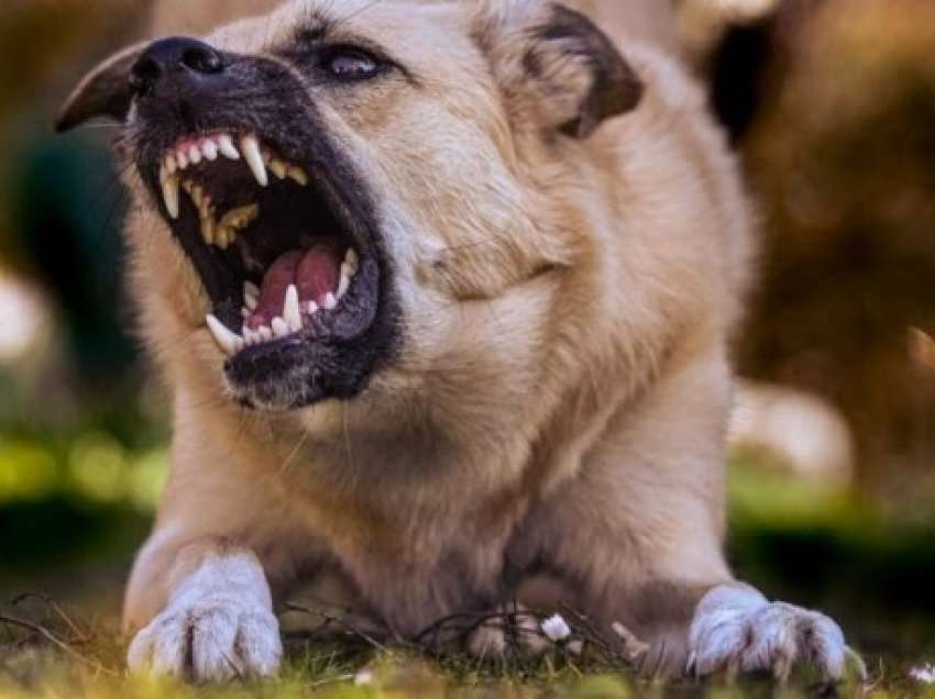 ​Ja çfarë duhet të bëni nëse një qen ju sulmon: Shpëtimi me një fjalë