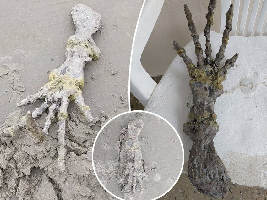 Skeleti i një dore ‘të çuditshme’ gjendet në plazhin brazilian