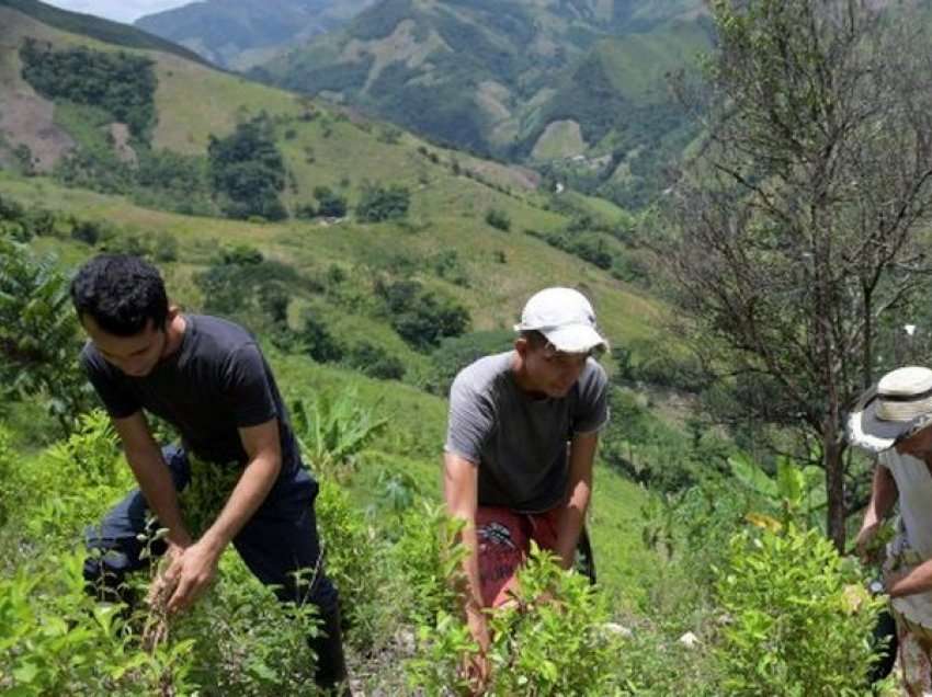 Mediat ndërkombëtare: Kolumbianet trajnojnë shqiptarët për të prodhuar kokainën
