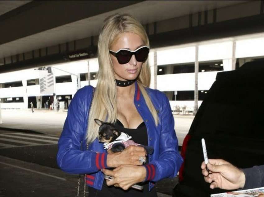 ​Ekspertët besojnë se qeni i Paris Hilton u kap nga çakalli i uritur