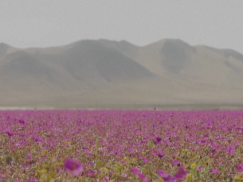 Lulet e shkretëtirës, fenomeni i rrallë në Kili