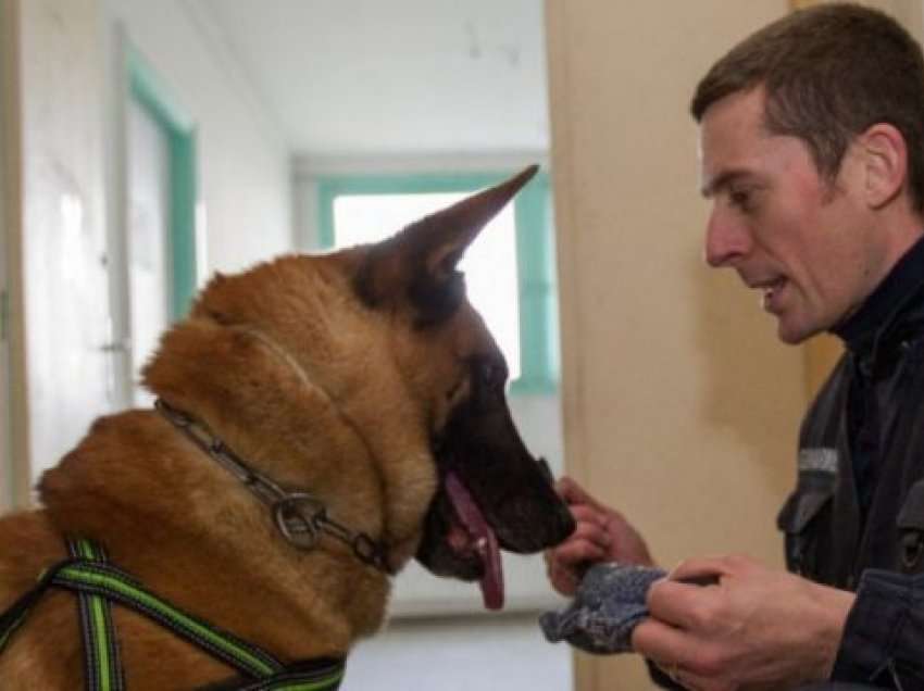29-vjeçari kafshon qenin e policisë gjatë arrestimit