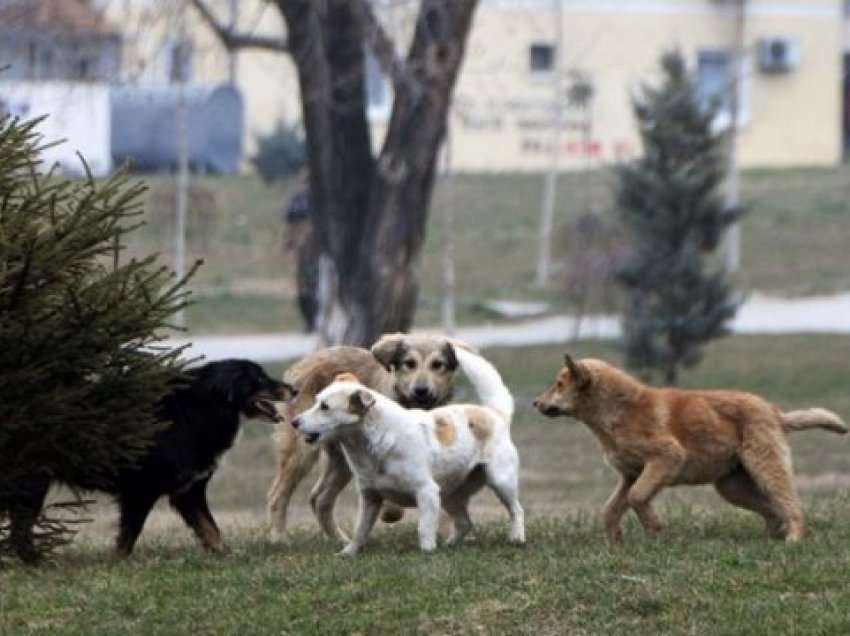 Komuna e Prishtinës: Deri në fund të vitit do të trajtohen 5000 qen endacakë