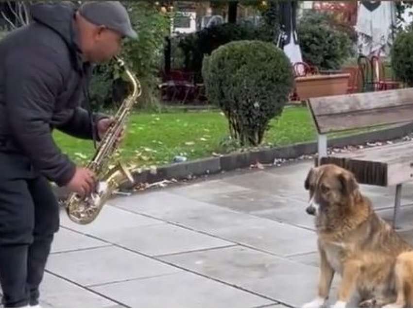 Del një video e re e qenit hit në shesin e Prishtinës: Pikëllohet derisa dëgjon muzikë “vuajtëse” me saksofon