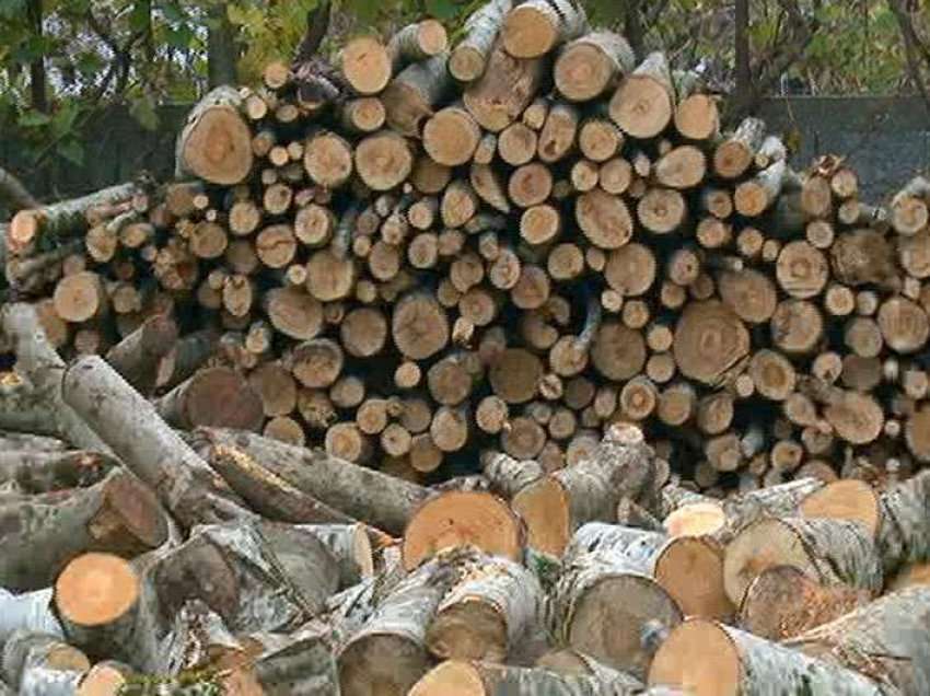 Rritet numri i raportimeve për vjedhje të drunjve në Radovish