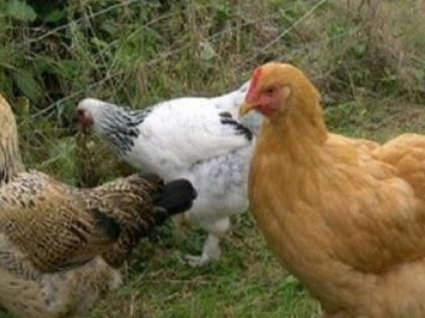 ​Bullgari: Shkatërrohen 19 mijë pula për shkak të gripit të shpendëve