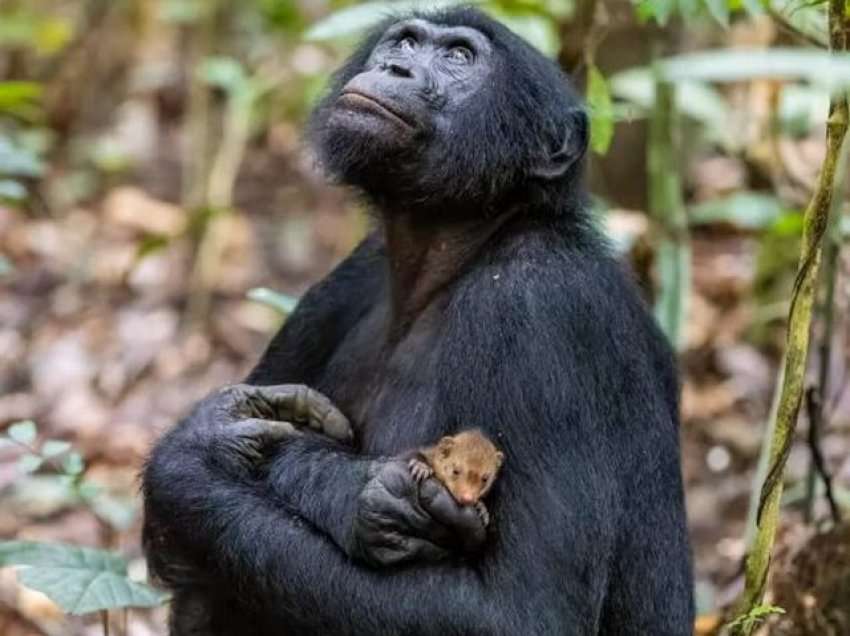 A po përqafon vërtet ky majmun një mangustë?