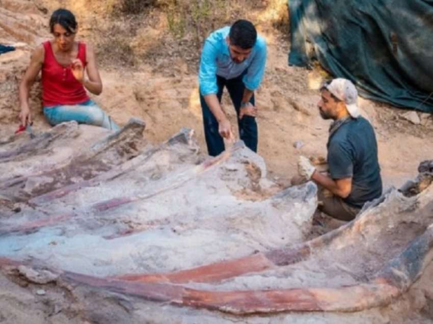 ​Portugali: Gjenden mbetjet e dinozaurit ndoshta më të madh në Evropë