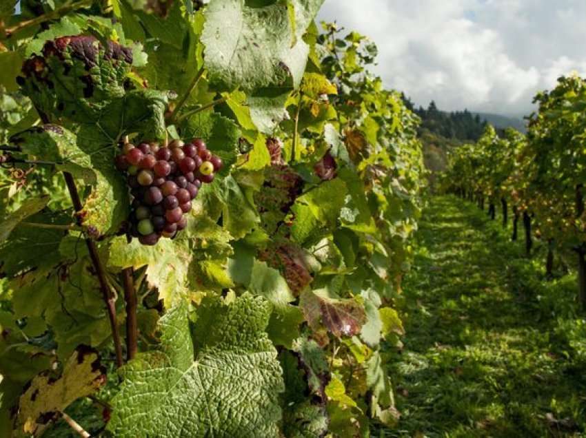 Vlerat dhe përdorimet e panjohura të gjetheve të rrushit