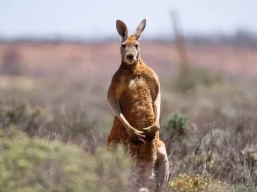 Vritet nga kanguri që e mbante si kafshë shtëpiake
