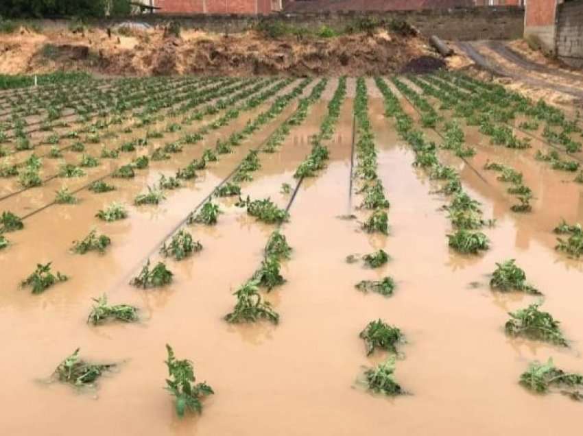Bujqësia e Krushës së Madhe dëmtohet rëndë nga vërshimet
