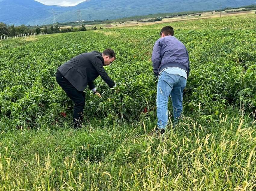 Ministri Peci: Dëmet e shkaktuara në bujqësi nga reshjet e shiut do të kompenzohen nga ministria